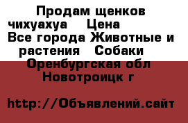 Продам щенков чихуахуа  › Цена ­ 10 000 - Все города Животные и растения » Собаки   . Оренбургская обл.,Новотроицк г.